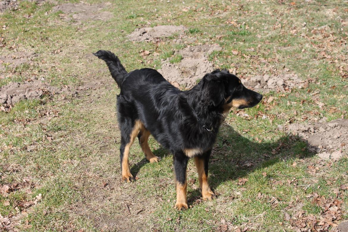 Hovawart Athena billede 2