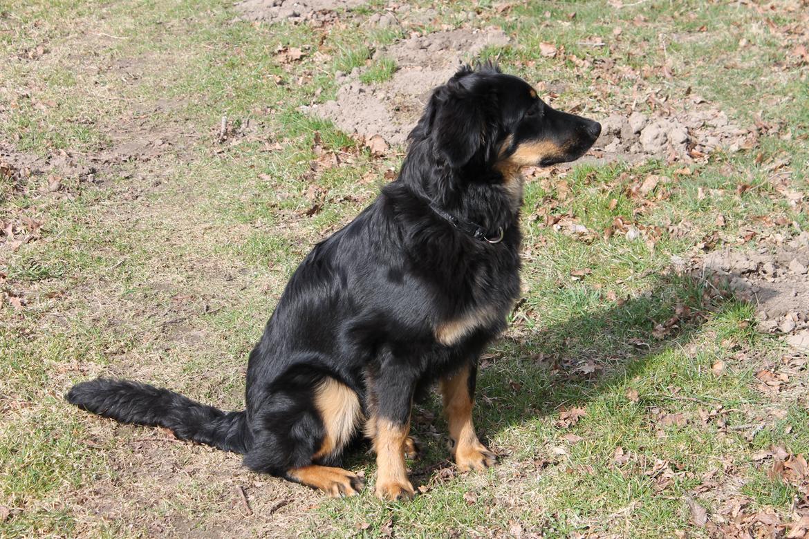 Hovawart Athena billede 3