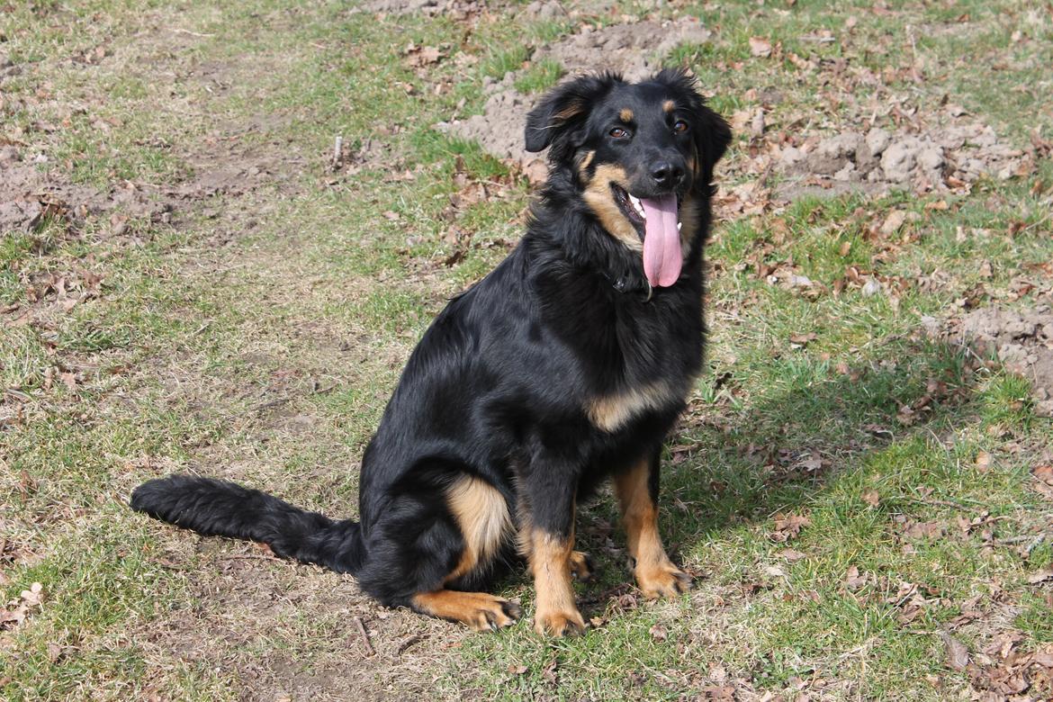 Hovawart Athena - Halløj! 
Nyeste billede fra d. 15/4-13 billede 1