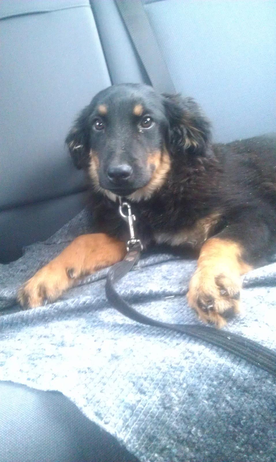 Hovawart Athena - D. 29/1-13 På vej hjem fra sjælland, tog turen så pænt. billede 4