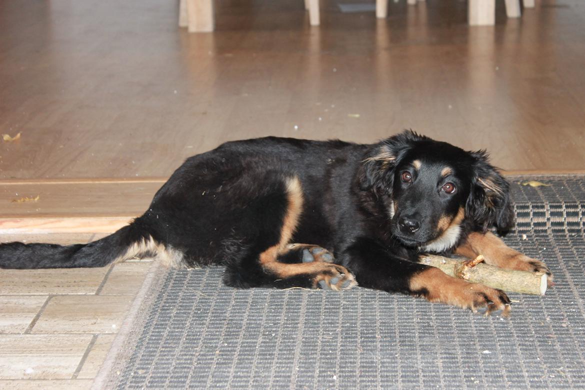 Hovawart Athena - Fra d. 1/2-13 billede 5