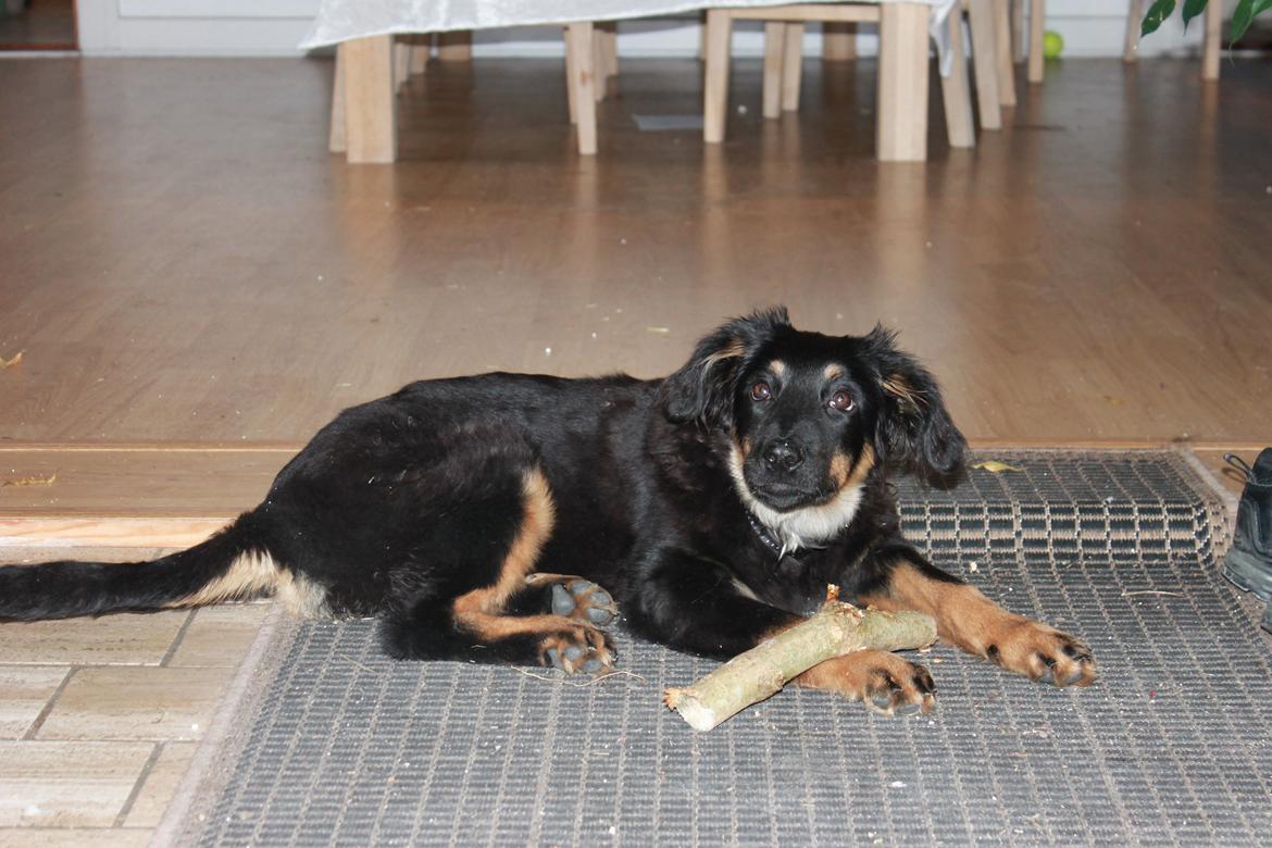 Hovawart Athena billede 6