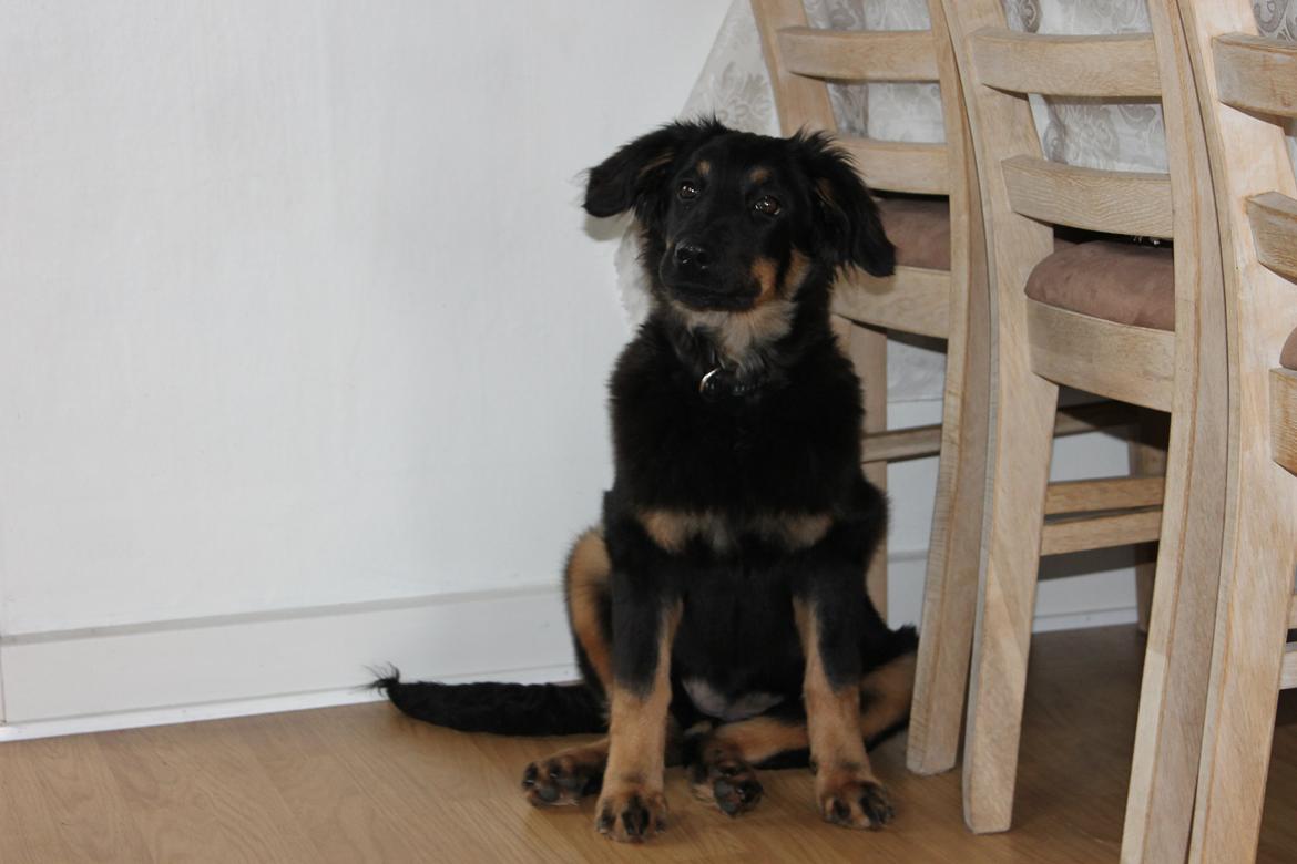 Hovawart Athena - Fra d. 17/2-13 billede 7