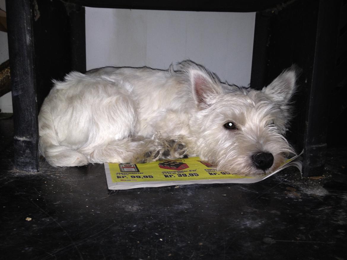 West highland white terrier Viggo billede 7