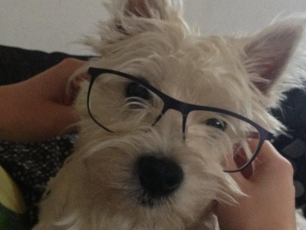 West highland white terrier Viggo billede 9