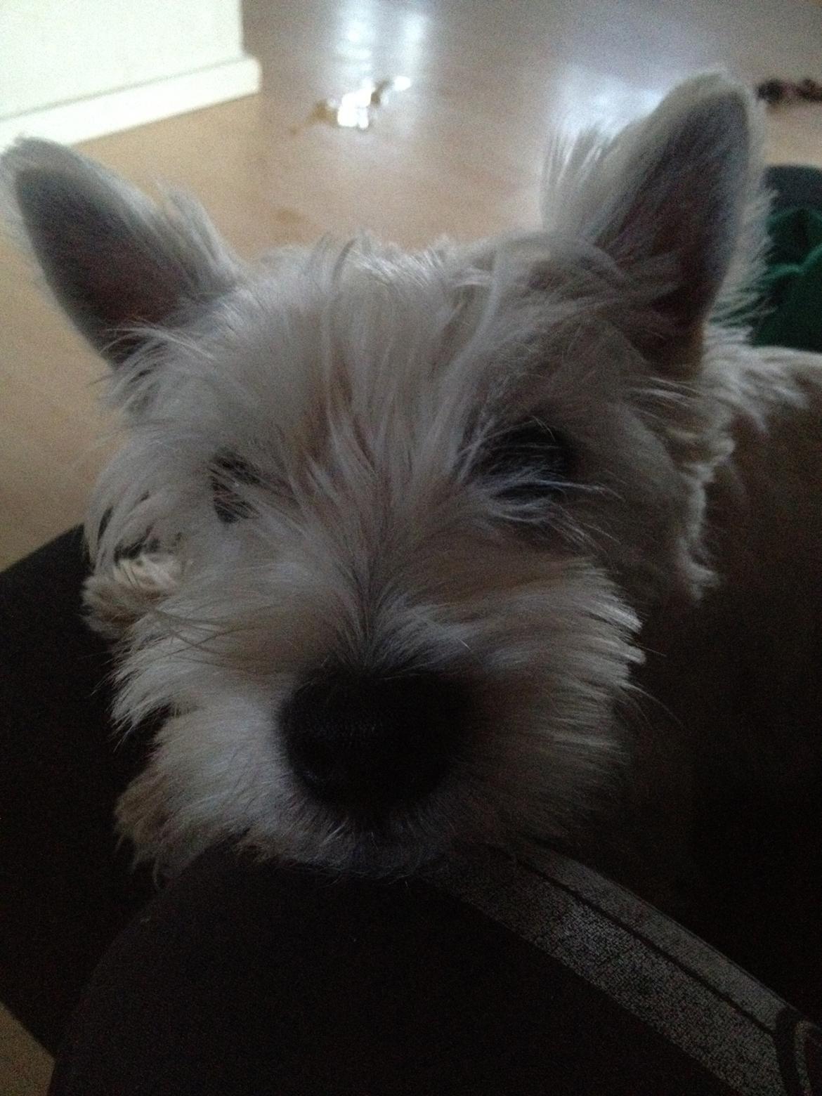 West highland white terrier Viggo billede 10