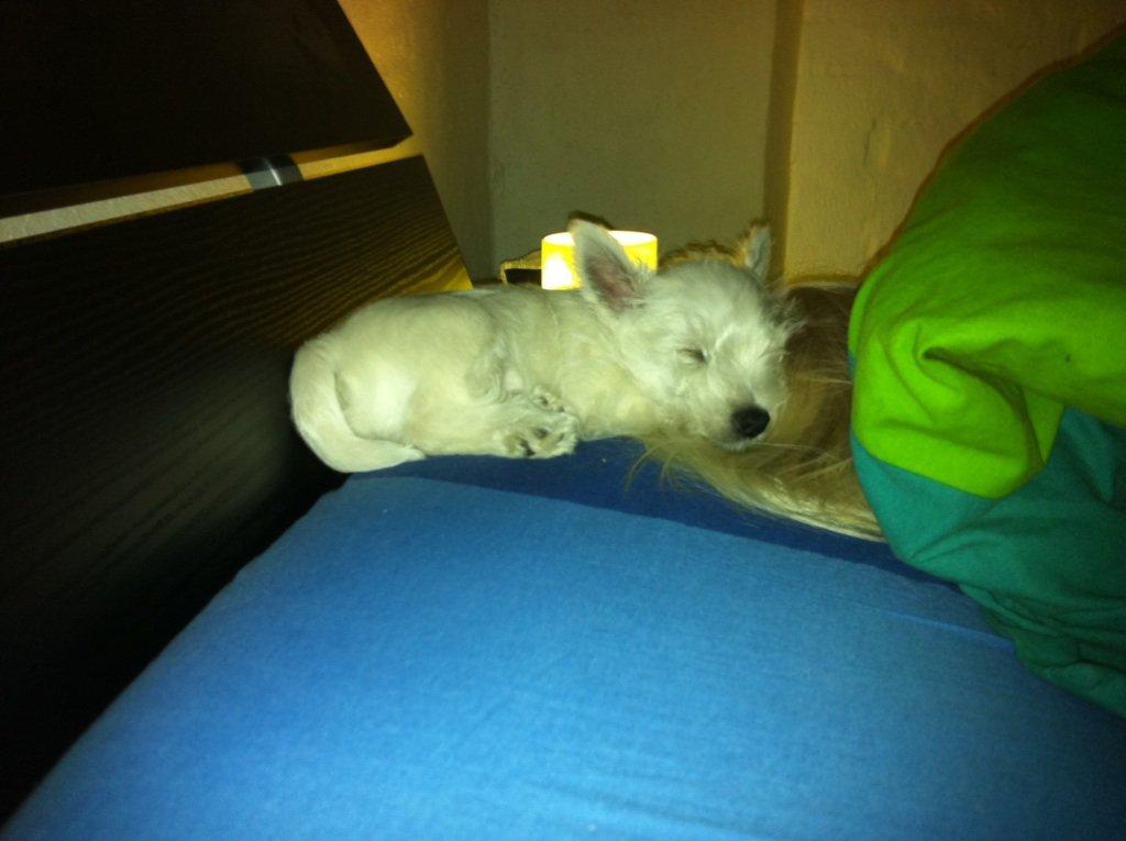 West highland white terrier Viggo billede 11