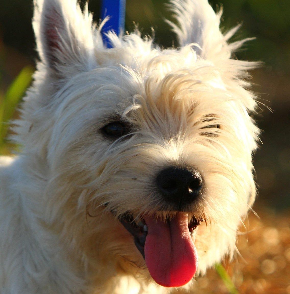 West highland white terrier Viggo billede 13