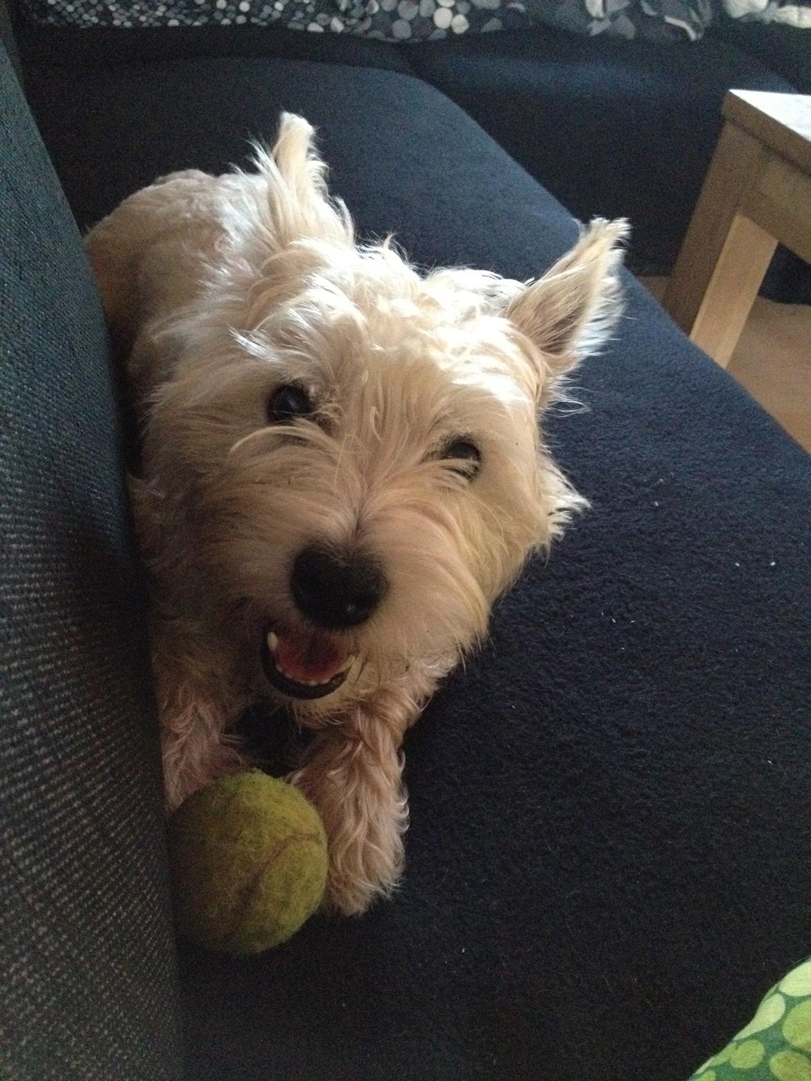 West highland white terrier Viggo billede 14