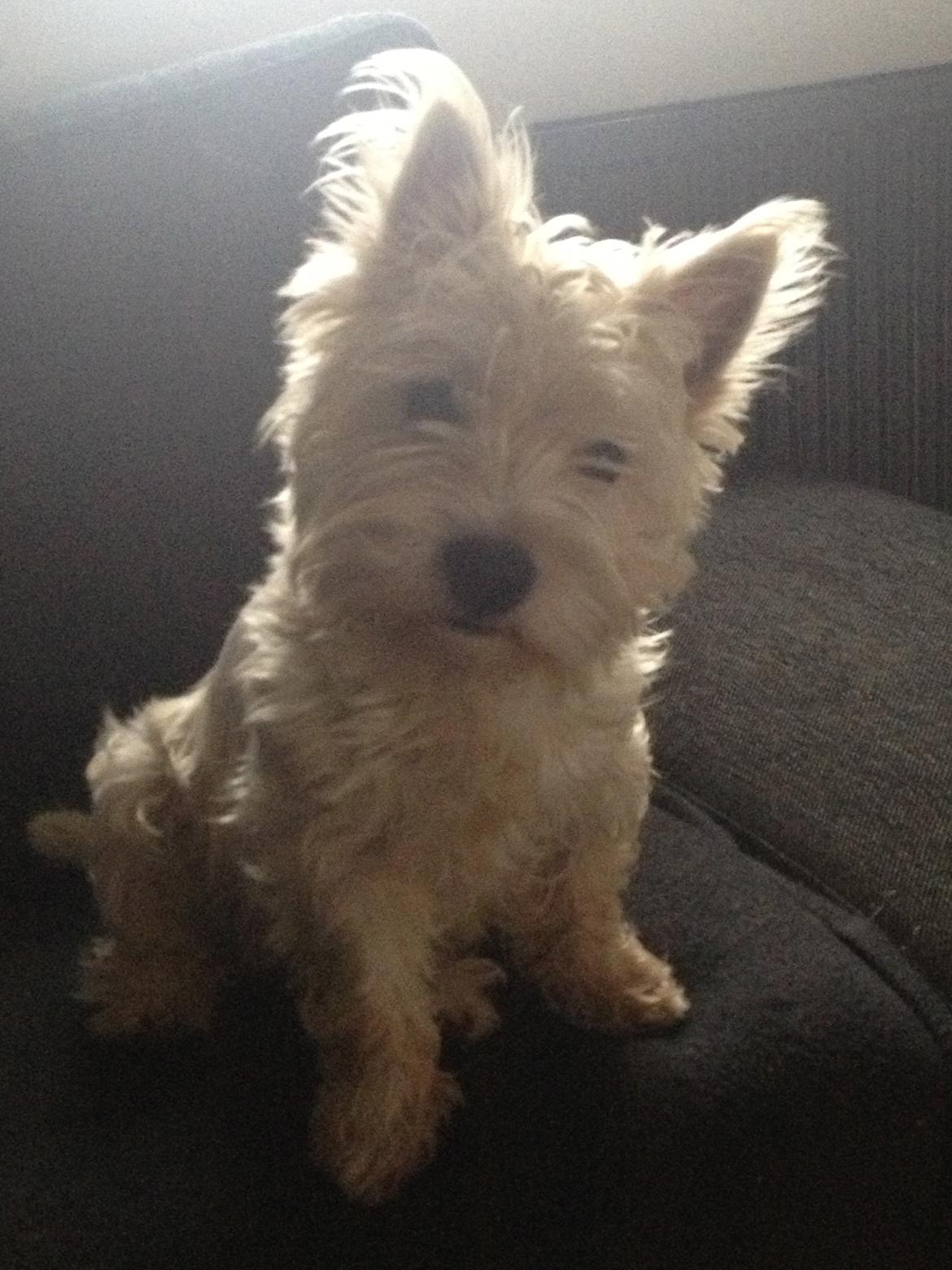 West highland white terrier Viggo billede 15