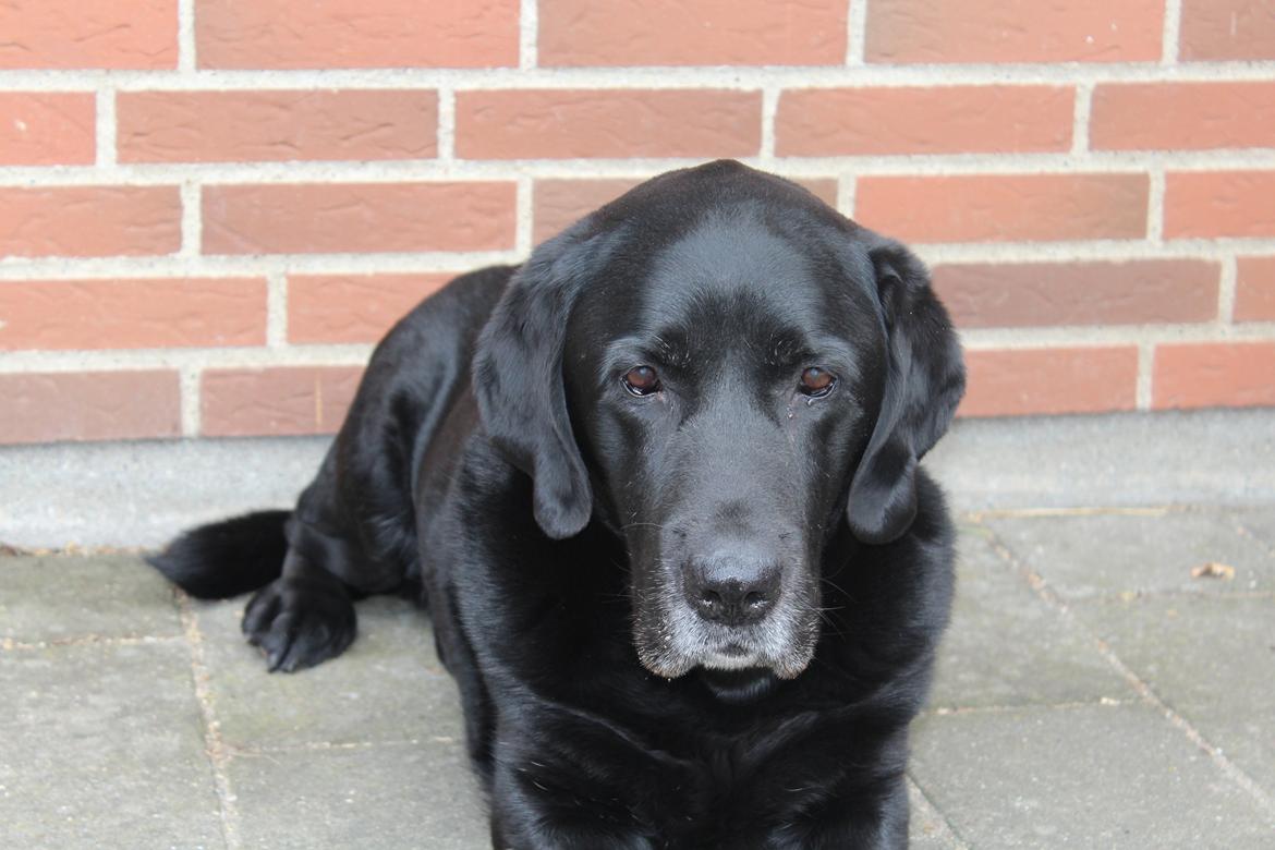 Labrador retriever Nunu <3 - Velkommen til Nunu's Profil. - afslapning - 15/4 2O13 <3 billede 1