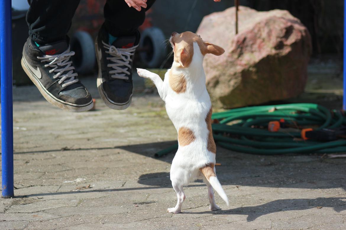 Chihuahua kiskis billede 6