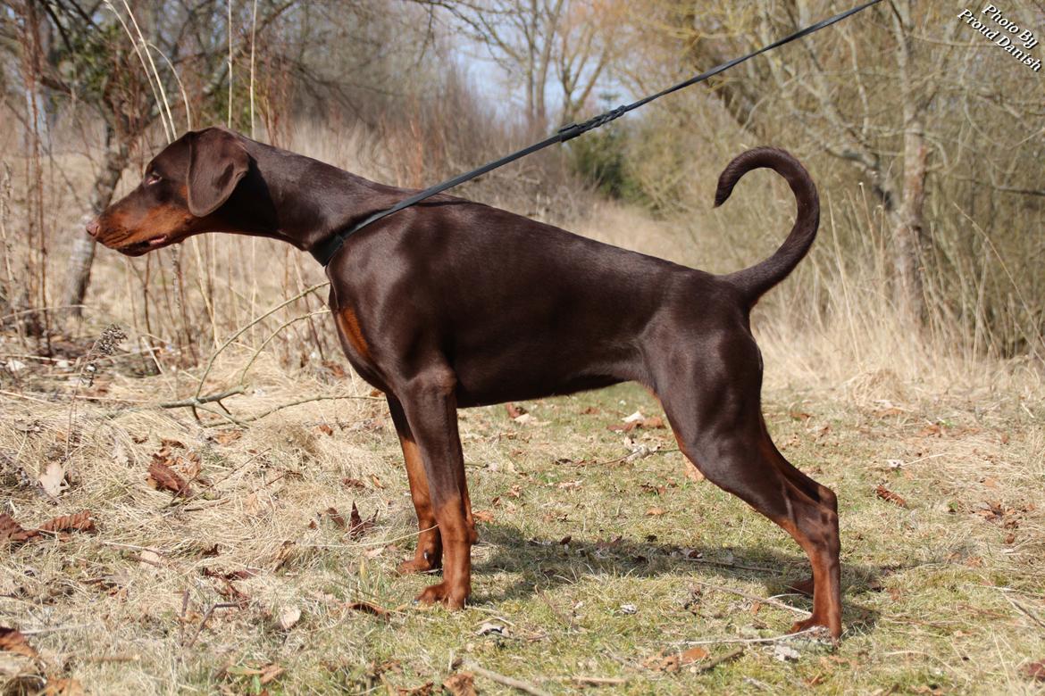 Dobermann DKKV13 AJW13 LUCH Proud Danish Flying Indian Girl - 8 mdr billede 26