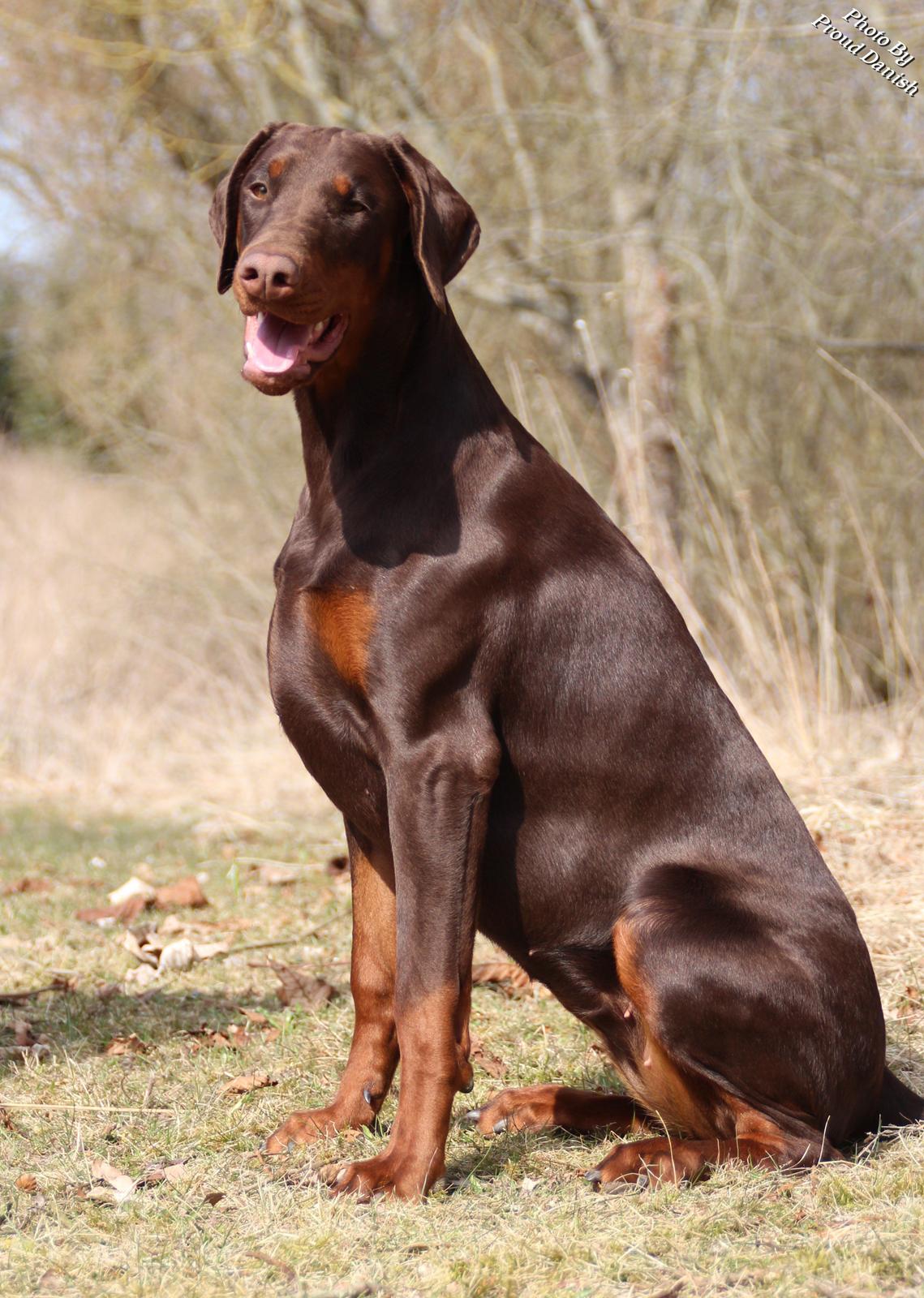 Dobermann DKKV13 AJW13 LUCH Proud Danish Flying Indian Girl - 8 mdr billede 28