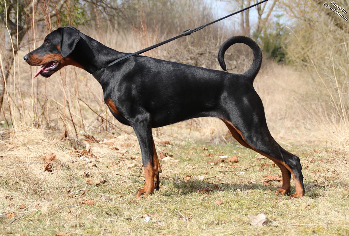 Dobermann Proud Danish Eye Of French Kiss - 8½ mdr billede taget af Kristine W. Genning billede 8