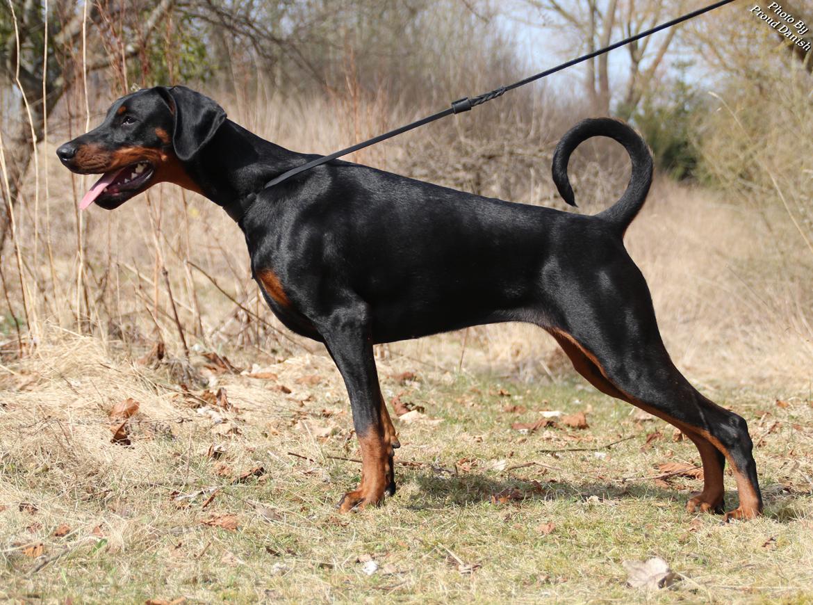 Dobermann Proud Danish Eye Of French Kiss - 8½ mdr
billede taget af Kristine W. Genning billede 9