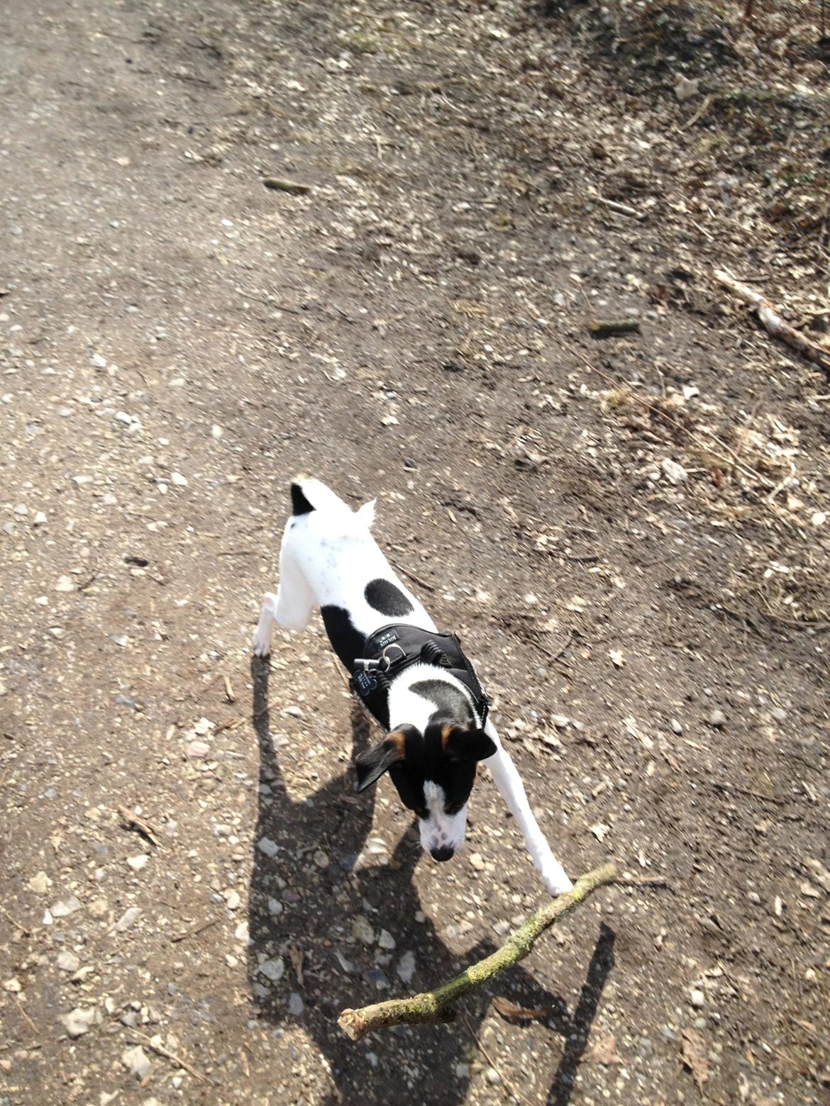 Dansk svensk gaardhund Chili billede 17