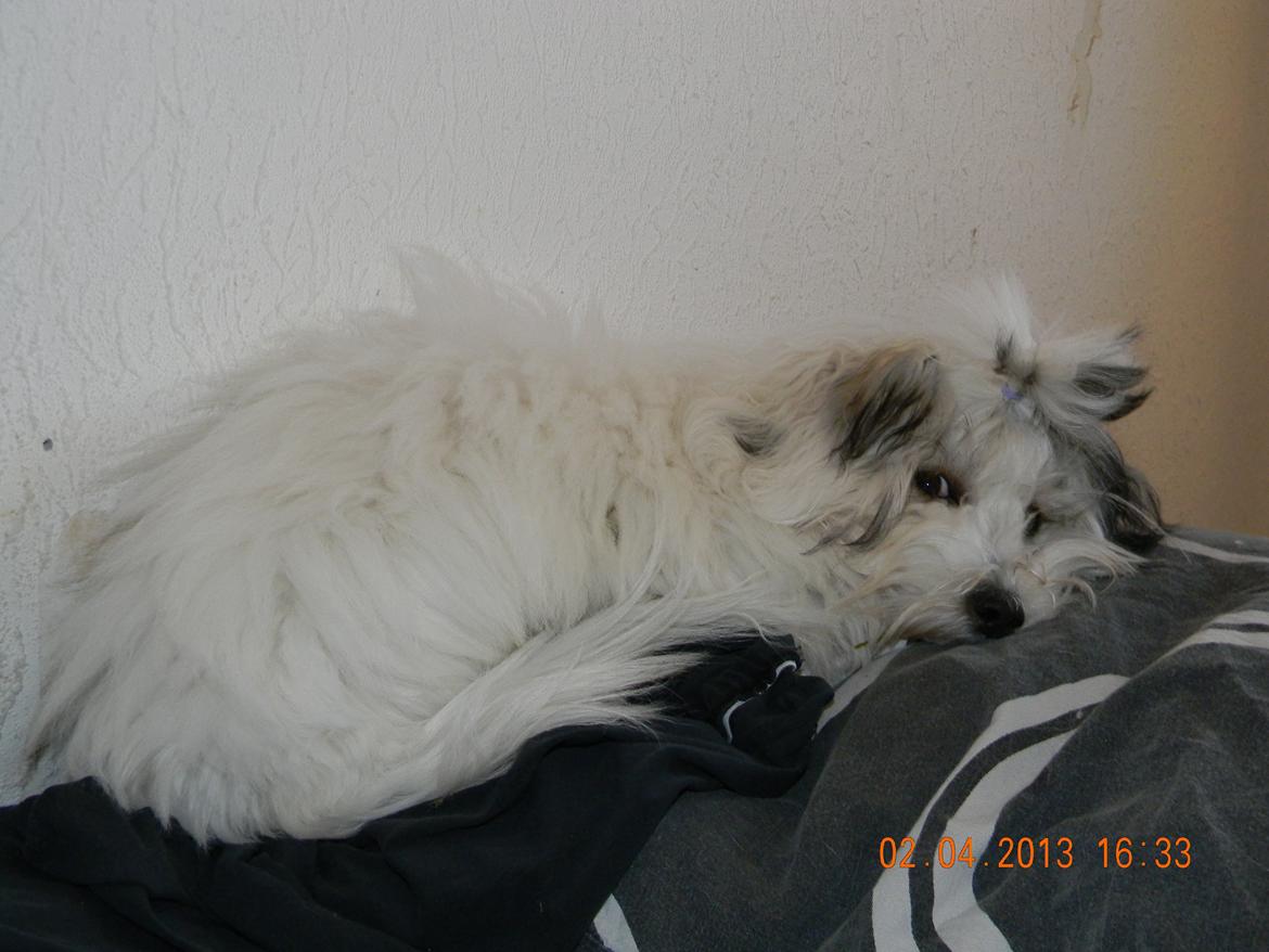 Coton de tulear Ziira billede 18