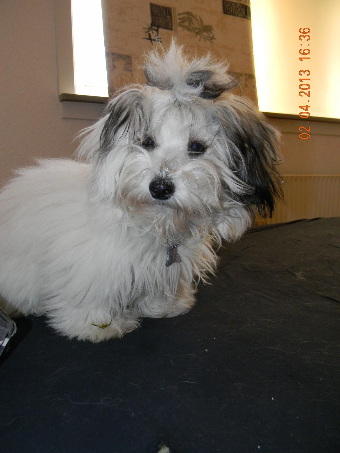 Coton de tulear Ziira billede 21