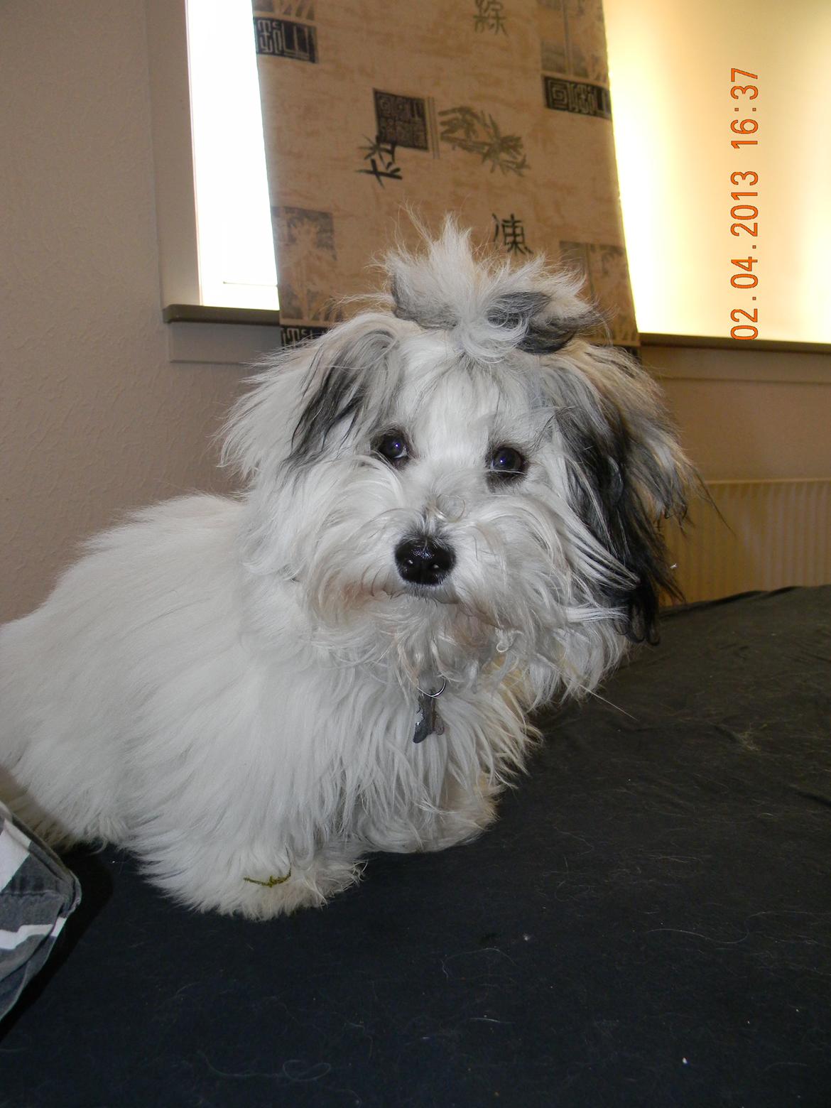 Coton de tulear Ziira billede 16