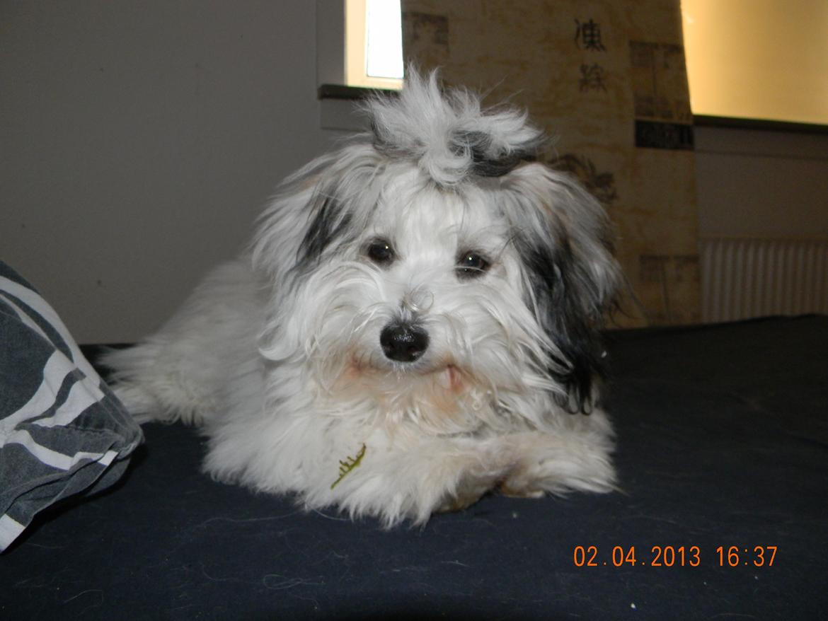 Coton de tulear Ziira billede 14