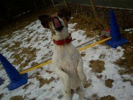 Glathåret foxterrier Lillo billede 4