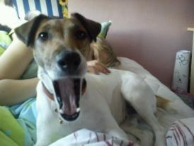 Glathåret foxterrier Lillo billede 5