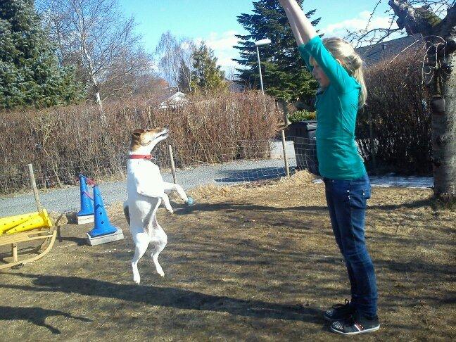 Glathåret foxterrier Lillo billede 6