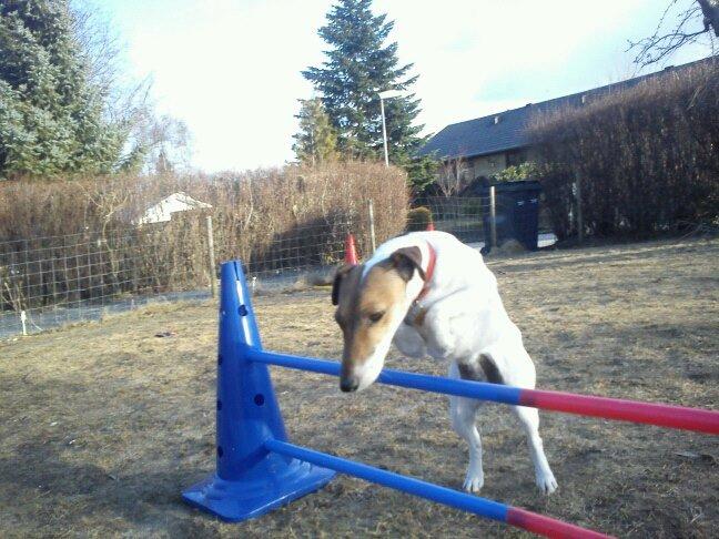 Glathåret foxterrier Lillo billede 2