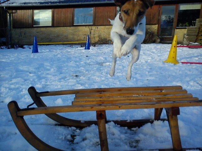 Glathåret foxterrier Lillo billede 7