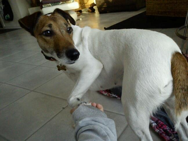 Glathåret foxterrier Lillo billede 8