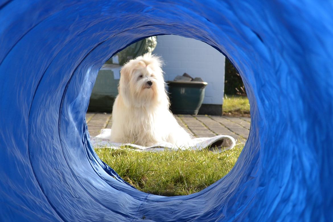 Coton de tulear Daisy billede 21