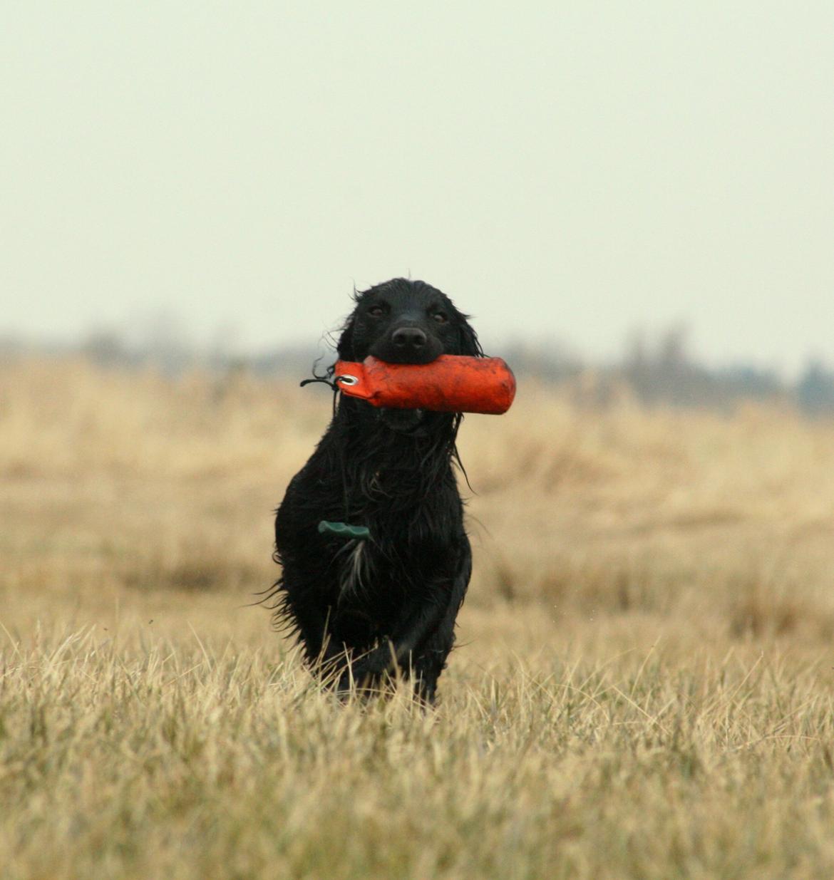 Field Trial Cockerspaniel Marley billede 9