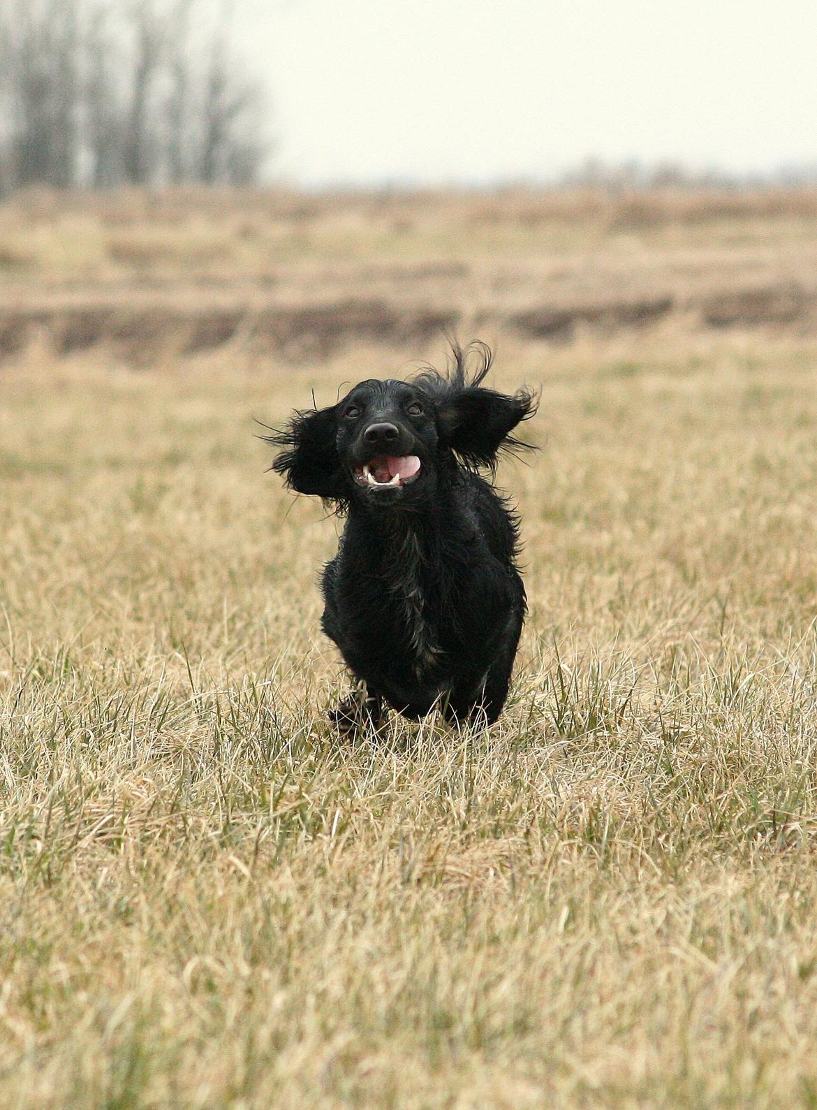 Field Trial Cockerspaniel Marley billede 12