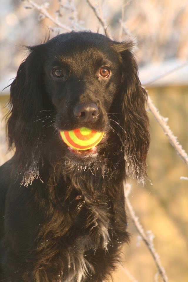 Field Trial Cockerspaniel Marley - Marley's absolutte favoritbold! billede 2