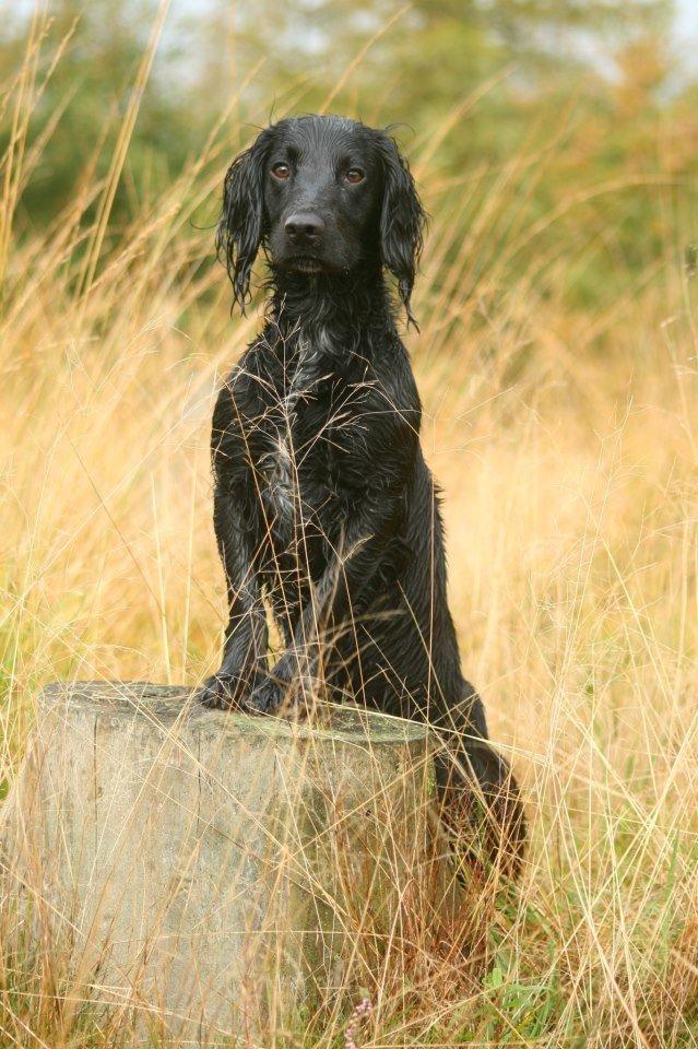 Field Trial Cockerspaniel Marley billede 1