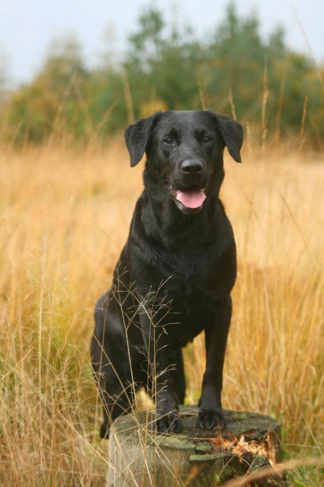 Labrador retriever Nynne ;-) billede 1