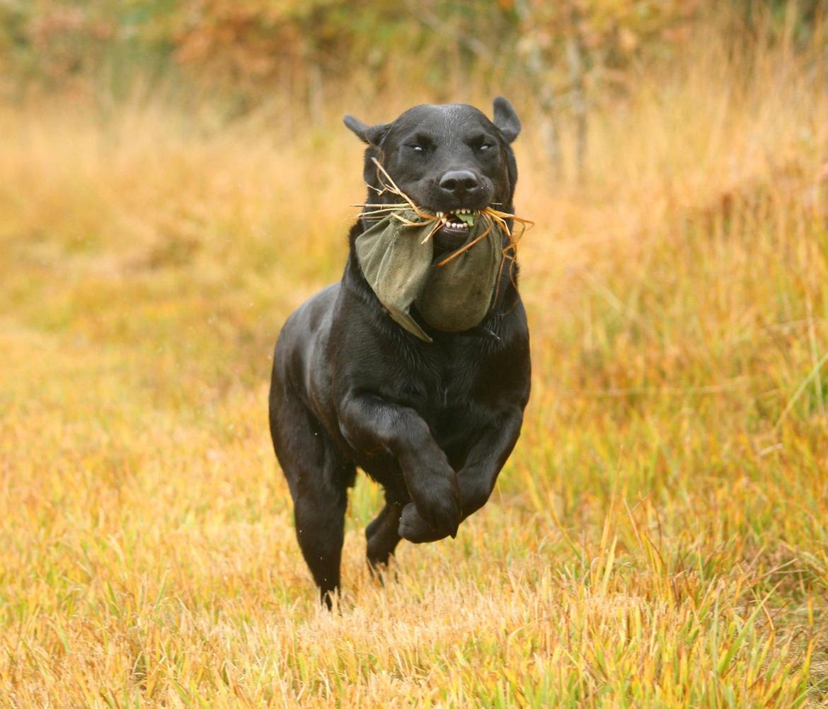 Labrador retriever Nynne ;-) billede 17