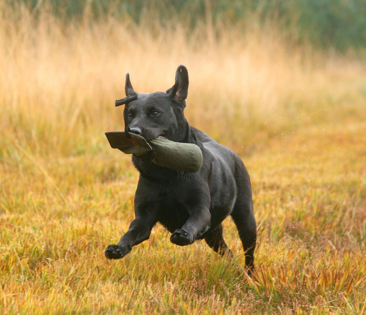 Labrador retriever Nynne ;-) billede 18