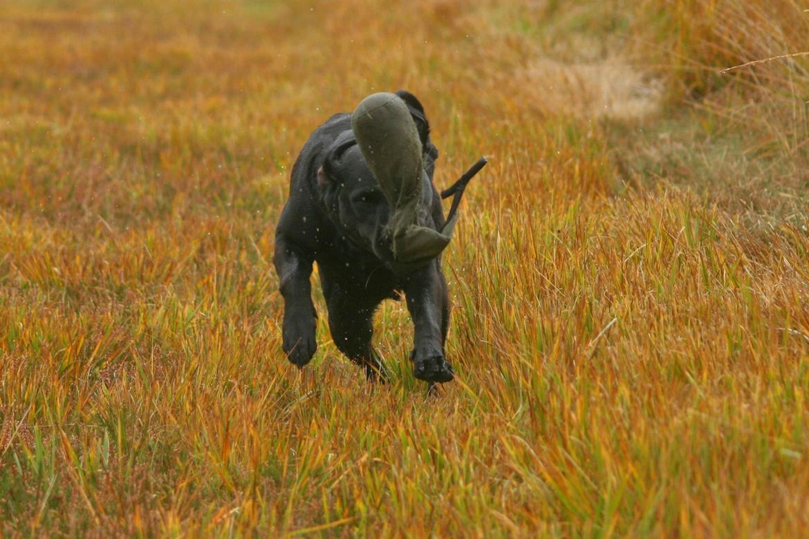 Labrador retriever Nynne ;-) billede 19