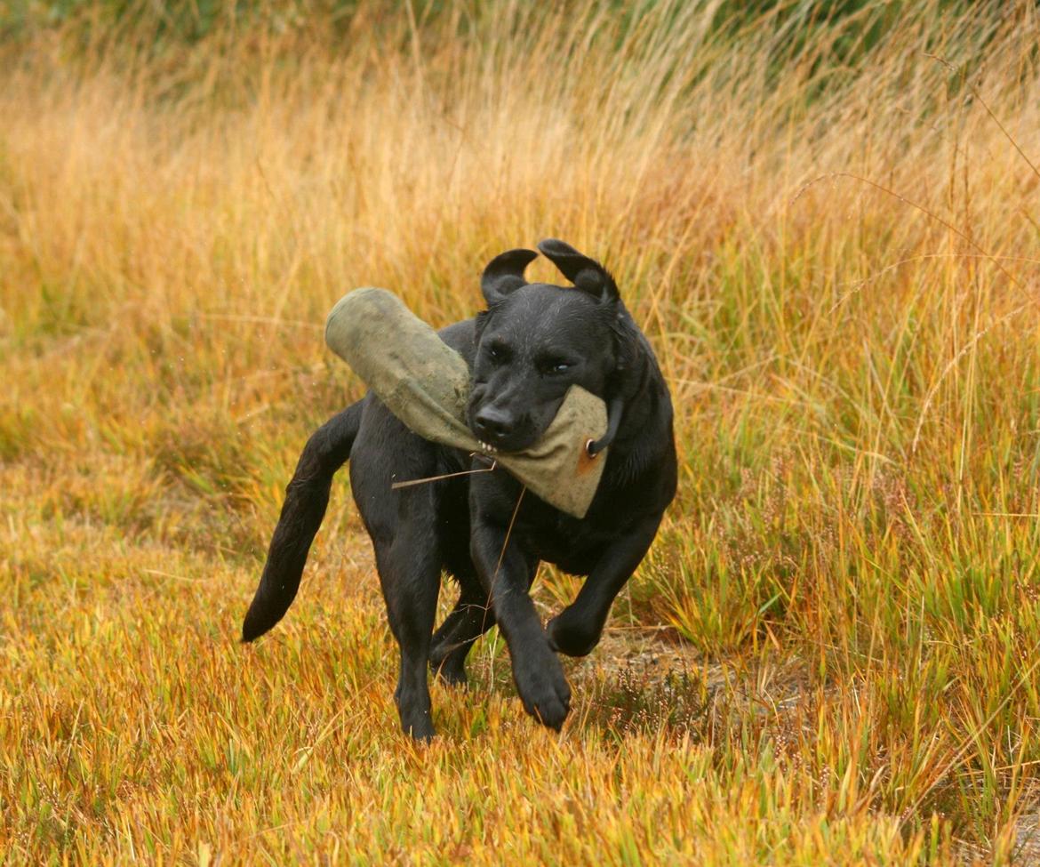 Labrador retriever Nynne ;-) billede 20