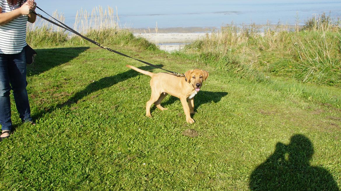 Broholmer Thor  - 4 mdr gammel. På strandtur. Der var også nogle spænende heste som jeg lige måtte gø af... bare for at være sikker :-) billede 4