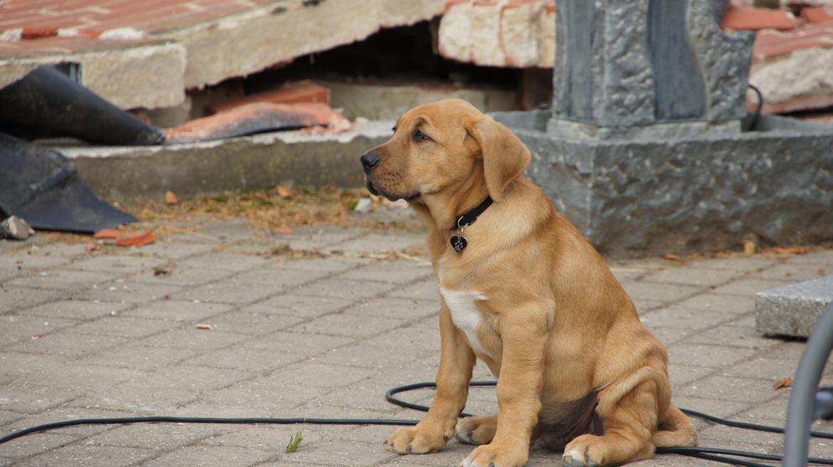 Broholmer Thor  - Hvad LAVER de dog - ødelægger den fine terasse! billede 1