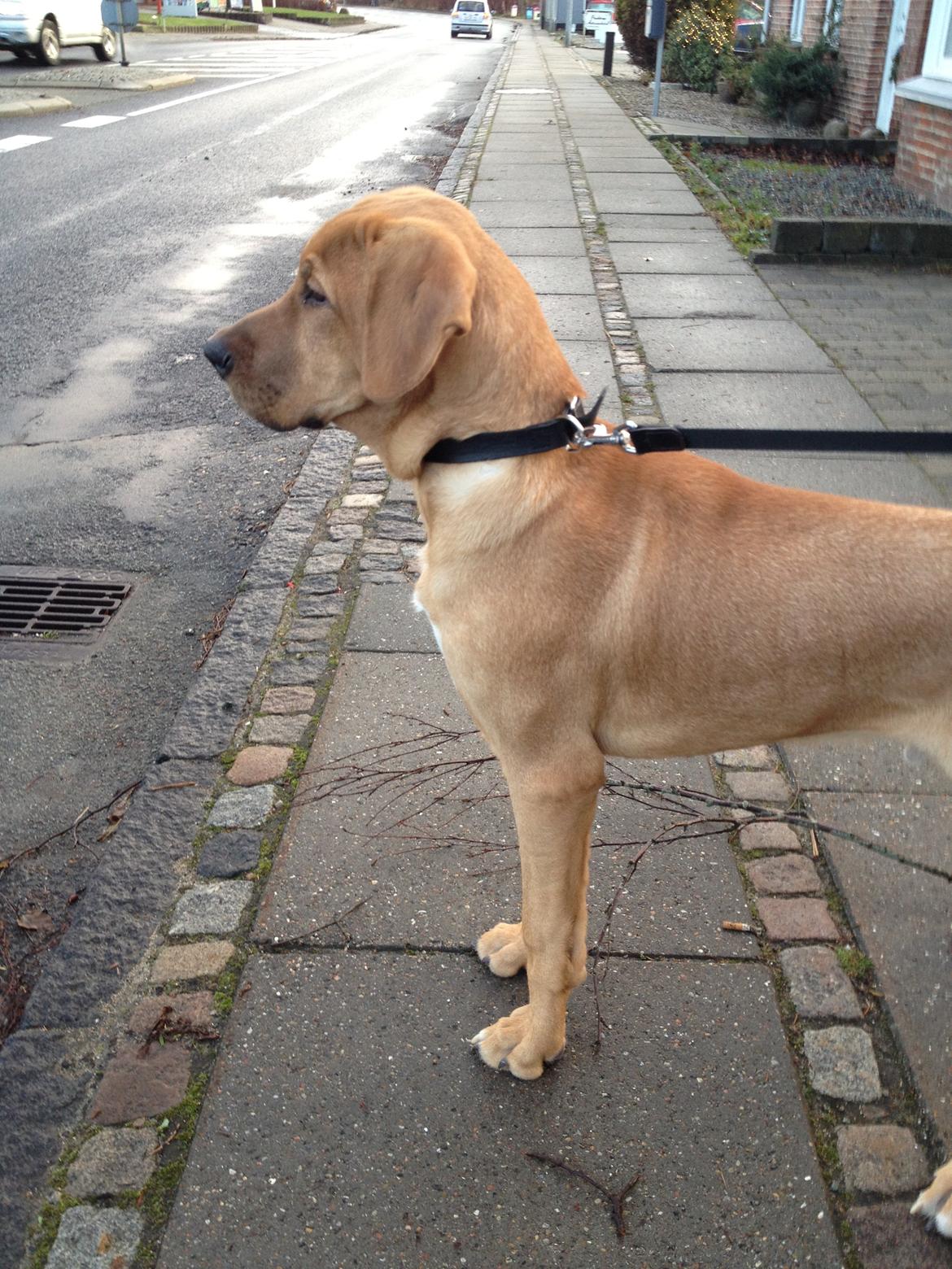 Broholmer Thor  - HMM! Jeg KENDER hende ovre på den anden side af gaden.....! billede 5