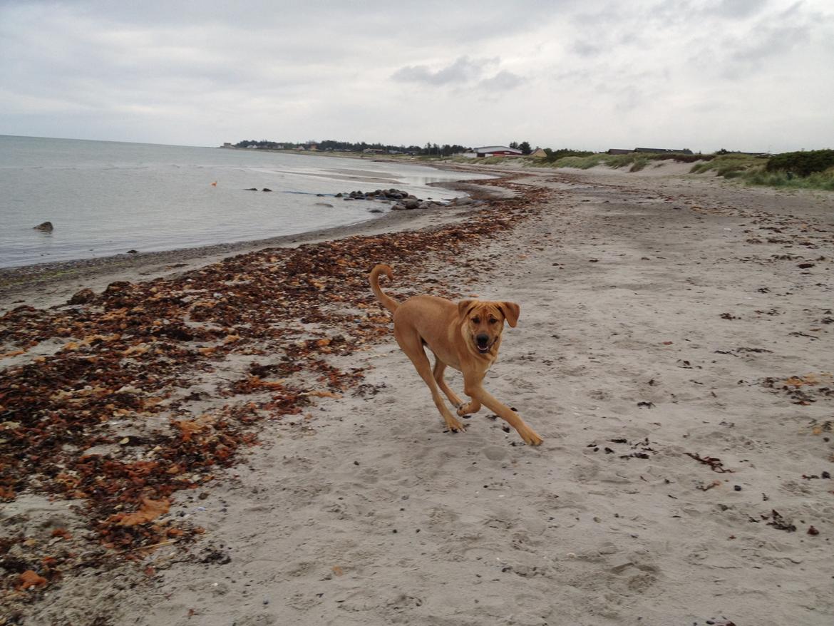 Broholmer Thor  - 1 år gammel!!!
Kan godt li stranden.... men ikke vandet :-) billede 8