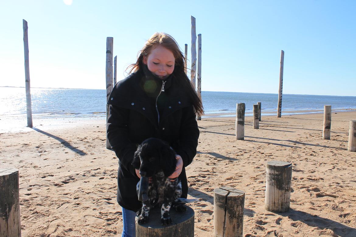 Grosser Münsterländer Chili von Bätjers-Braake - Mig og Chili på stranden billede 14