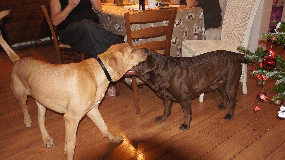 Broholmer Thor  - Jeg har en god veninde. Hun vil gerne lege..... næsten lige så meget som mig. billede 9