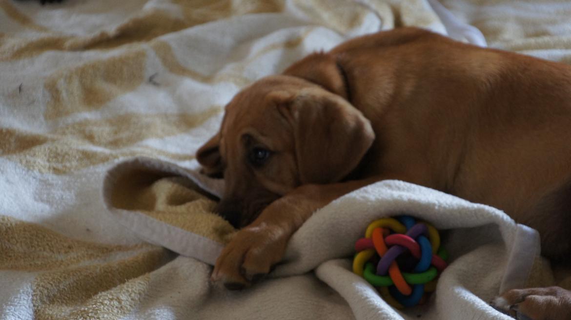 Broholmer Thor  - 2 mdr. Jeg sover ikke - Jeg observerer :-) Jeg er klar igen lige om lidt. billede 2