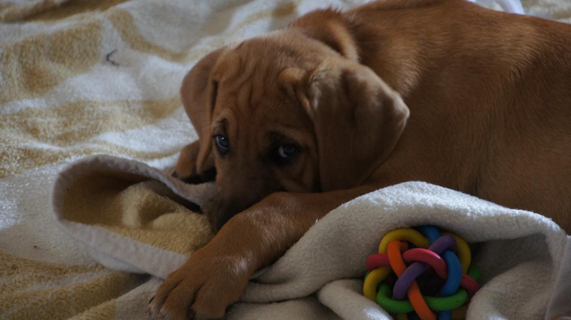 Broholmer Thor  - Men gud lille mand. Du ser jo helt bekymret ud :-) billede 3