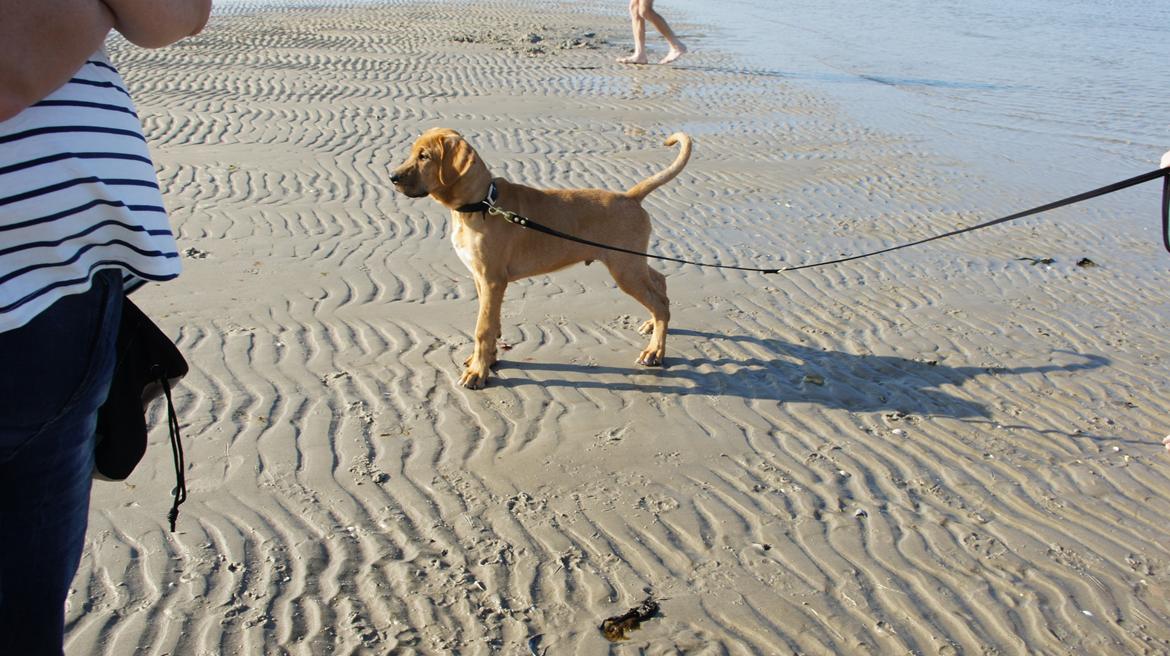 Broholmer Thor  - IKKE vandet - Jeg vil hellere undersøge det der ovre... billede 6